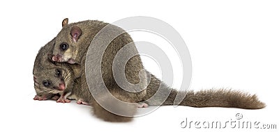 Edible dormouse Stock Photo