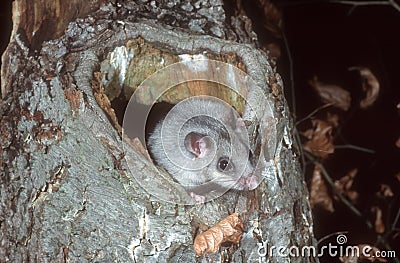 Edible or Fat dormouse, Glis glis Stock Photo