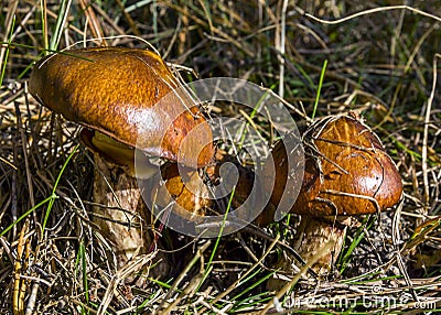 Edible forest mushrooms Stock Photo