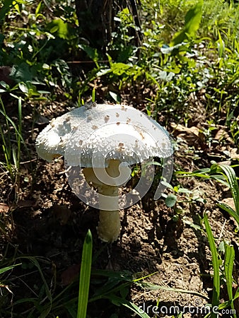 Edible forest mushrooms Stock Photo