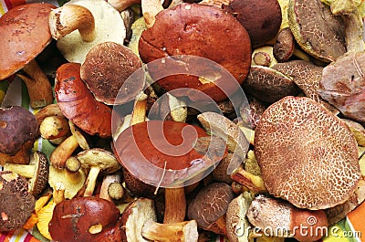Edible forest mushrooms real photo Stock Photo