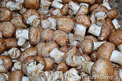 Edible fresh chestnut mushroom Stock Photo
