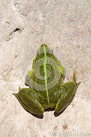 Edible Frog - Pelophylax kl. esculentus Stock Photo
