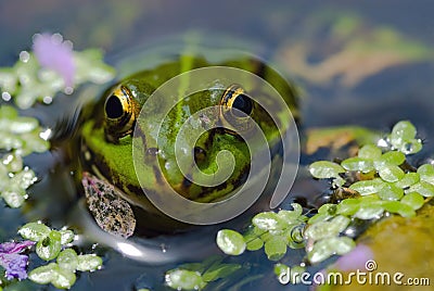 Edible Frog in pond close-up Stock Photo