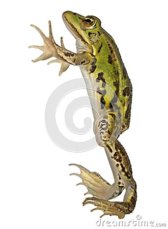 Edible Frog, Rana esculenta Stock Photo