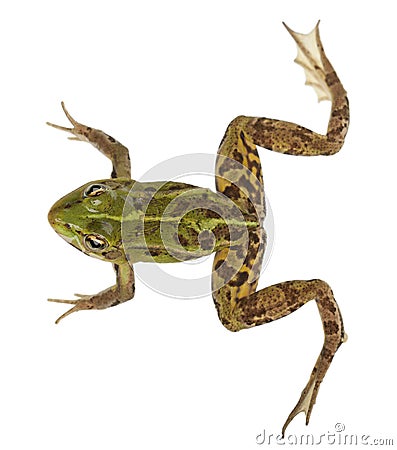 Edible Frog, Rana esculenta Stock Photo