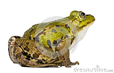 Edible Frog - Rana esculenta Stock Photo