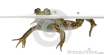 Edible Frog, Rana esculenta, in water Stock Photo
