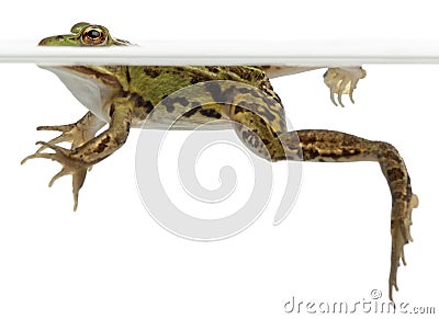 Edible Frog, Rana esculenta, in water Stock Photo