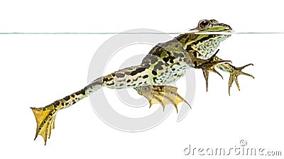 Edible Frog swimming at the surface Stock Photo