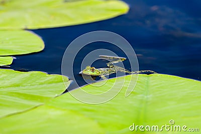 Edible frog in water Stock Photo