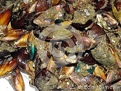 Edible molluscs from sea Stock Photo