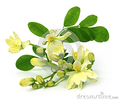 Edible moringa flower Stock Photo