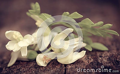 Edible moringa flowers with green leaves Stock Photo