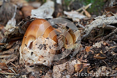 Edible mushroom Amanita fulva in the beech forest. Known as tawny grisette. Stock Photo