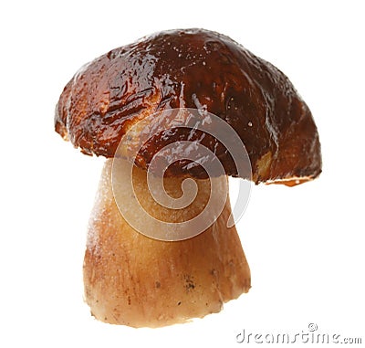 Edible mushroom Boletus edulis Stock Photo