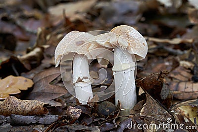 Edible mushroom Cortinarius caperatus in beech forest. Stock Photo