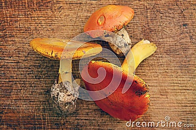 Edible mushroom Stock Photo