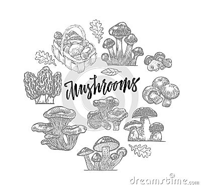 Edible Mushroom Icons Round Template Vector Illustration