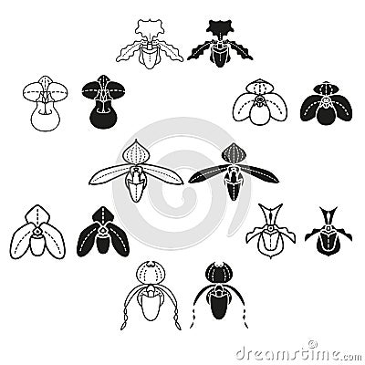 Orchid seven species vector icon in two stlye Vector Illustration