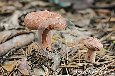 Edible mushroom (Lactarius rufus) on pine needles Stock Photo