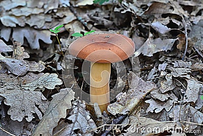 Edible mushroom lactarius volemus Stock Photo
