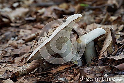 Edible mushroom Lactifluus piperatus in the beech forest. Known as Peppery Milkcap. Stock Photo