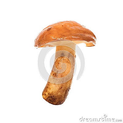 Edible mushroom Stock Photo