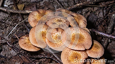 Edible mushrooms Agaric honey fungus or Armillaria mellea, cluster growing, macro, selective focus, shallow DOF Stock Photo