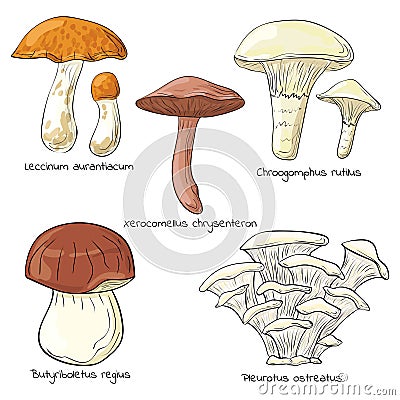 Edible mushrooms. Colored, clip art, line art. Set of vector illustrations Vector Illustration