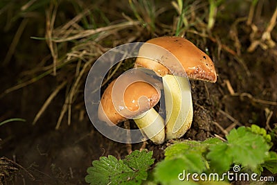 suillus granulatus, edible mushroom Stock Photo