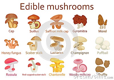 Edible mushrooms flat icon set Vector Illustration
