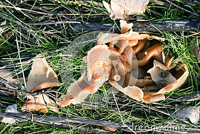 beautiful edible raw mushroom outside forage free food Stock Photo
