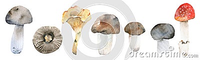 Edible mushrooms hand drawn. illustrations collection. Hand drawn food. Vintage mushrooms. Cartoon Illustration