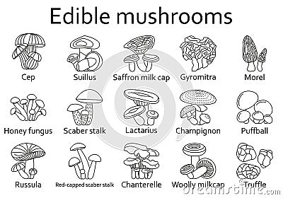 Edible mushrooms icons set Vector Illustration