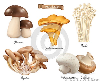 Edible mushrooms. Porcini, golden chanterelle, enoki, oyster mushrooms, cremini, white button Vector Illustration