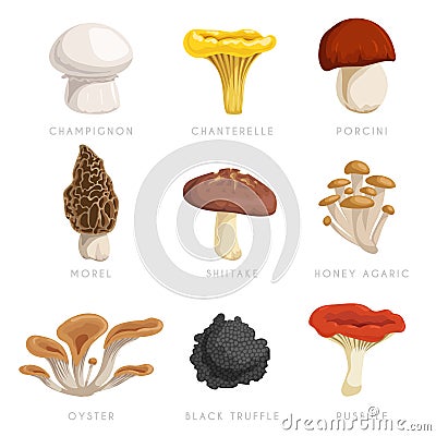 Edible mushrooms set. Cartoon flat design collection. Champignon, chanterelle, porcini, morel, shiitake, honey agaric, oysters, bl Vector Illustration