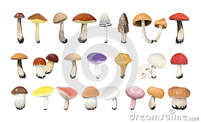 Edible mushrooms set. Vector Illustration