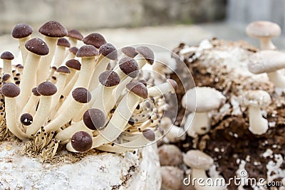 Edible mushrooms Stock Photo