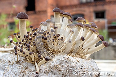 Edible mushrooms Stock Photo