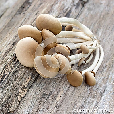 Edible mushrooms Stock Photo