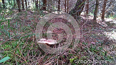 An edible orange milk mushroom (Lactarius) grew among moss, grass, and old needles in a forest clearing near the pines in late sum Stock Photo