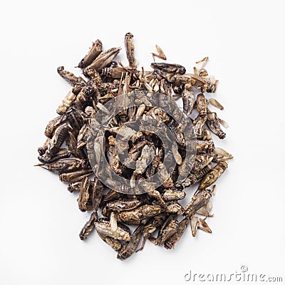 Edible seasoned fried crickets Stock Photo