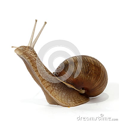 Edible snail Stock Photo