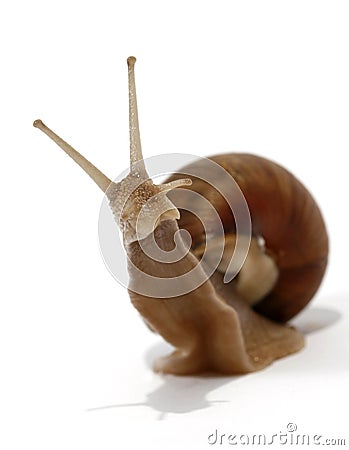 Edible snail Stock Photo