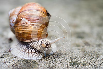 Edible snail crawls Stock Photo