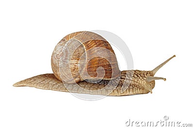 Edible snail Stock Photo