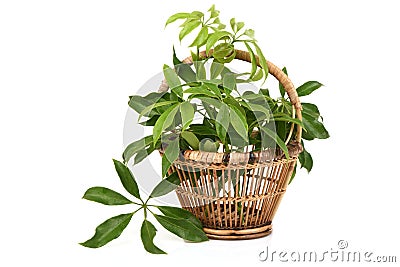 Edible-stemed Vine Schefflera leucantha R. Vig. Stock Photo