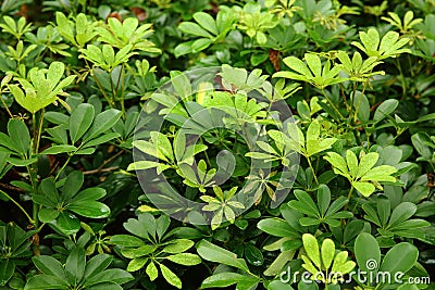 Edible-stemed Vine (Schefflera leucantha R. Vig.) Stock Photo