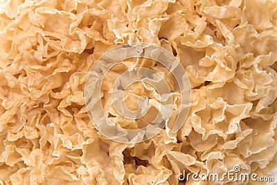 Edible White Fungus Macro Stock Photo